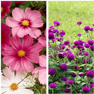 Aywal Cosmos Mix & Gomphrena Purple Flower Seed(45 per packet)