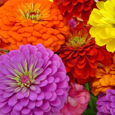 CYBEXIS Mixed California Giant Zinnia Seeds Non-GMO Tall and Big flowers Seed(1 g)
