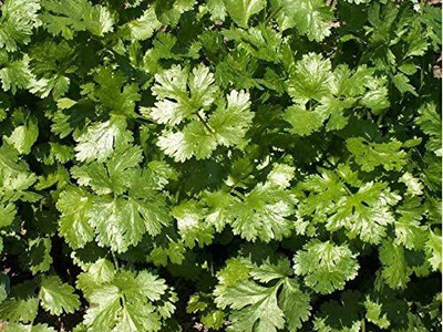 Qualtivate GUA-71 Cilantro Culinary Herb Seeds Seed(500 per packet)