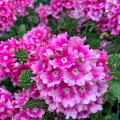 Lorvox trailing verbena Seed(15 per packet)