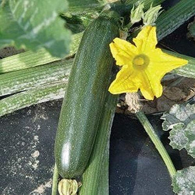 Qualtivate GBPT-4A Fascienne F1 Hybrid Summer Squash Seeds Seed(30 per packet)