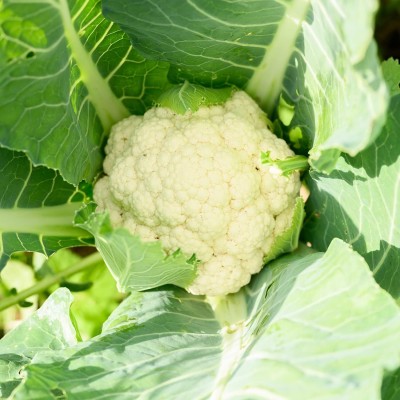 Qualtivate XXX-3A CAULIFLOWER F1 HYBRID SEEDS Seed(300 per packet)