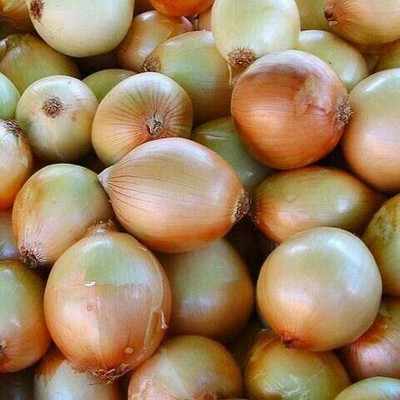WILLVINE MEH -IX Golden sweet Onion Seed [2.5g] Seed(1500 per packet)