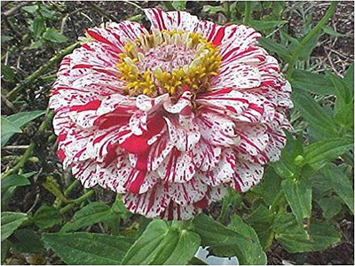 Qualtivate GBPUT-284 Zinnia Peppermint Aluminium Stick Seeds Seed(25 per packet)