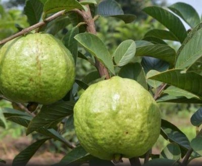 Lorvox Rare Exotic Dwarf Fruit Fruit Variety (Guava) Seed(75 per packet)