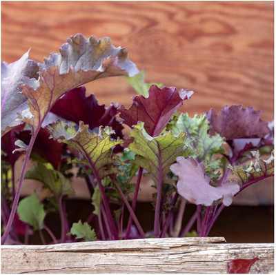 WILLVINE PAU -XI Organic Red Russian Kale Seeds [25g] Seed(7500 per packet)