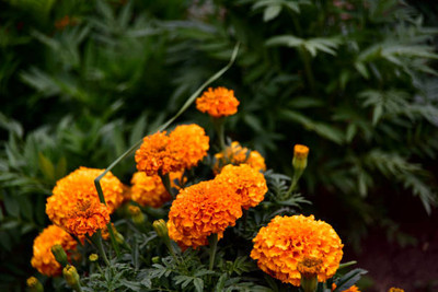 Apni Maati marigold/gende ka phool flower seeds Seed(50 per packet)