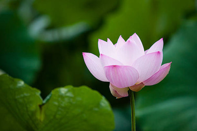 GEZ lotus,kamal gatta Seed(11 per packet)