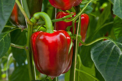 Qualtivate ICRA-2A IMPORTED CAPSICUM Red Seed(100 per packet)