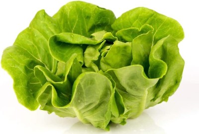 VibeX ® XXL-543 Tom Thumb Butterhead Lettuce Seeds Seed(200 per packet)