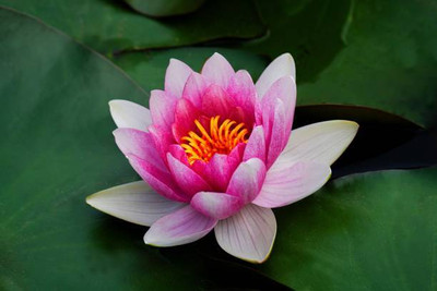 Cosmos lotus,kamal gatta Seed(10 per packet)