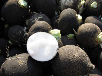 VibeX VXI-19 - Black Radish - (250 Seeds) Seed(250 per packet)