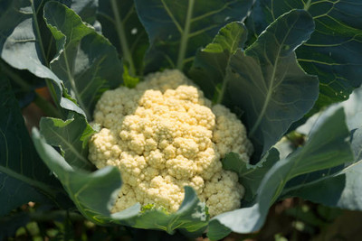 Udanta white cauliflower,gobhee seeds Seed(45 per packet)