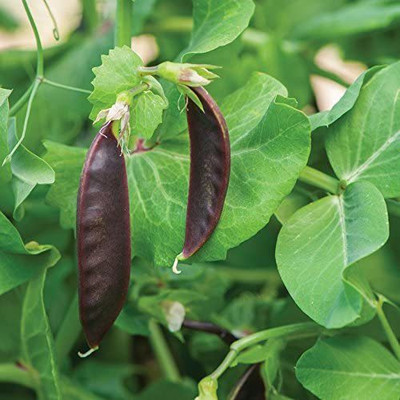 VibeX NBIR-93 - Pea Snow Royal (Purple) - (100 Seeds) Seed(100 per packet)