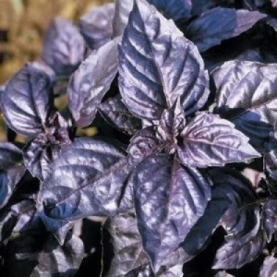VibeX HUA-99 - Basil ‘Dark Purple Opal’ - (13500 Seeds) Seed(13500 per packet)