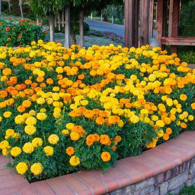 BDSresolve Merigold flower seeds for summer (Mari gold flower seeds) PACK OF 155 Seed(155 per packet)