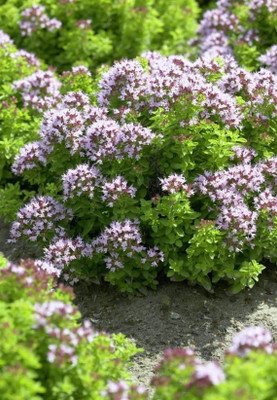 Quentova Common Oregano - Origanum Vulgare-AJ-5M Seed(250 per packet)