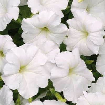 CYBEXIS VXI-2 - Petunia Easy Wave White - (180 Seeds) Seed(180 per packet)