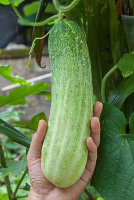 the green dotcom Cucumber F1 Vegetable Seed(130 per packet)