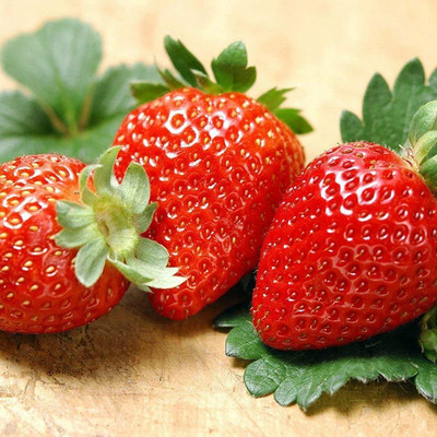 CYBEXIS Sweet Strawberry Seeds400 Seeds Seed(400 per packet)