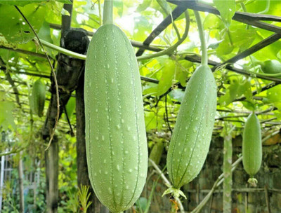 VibeX HUA-99 - Organic Sponge Gourd - (100 Seeds) Seed(100 per packet)