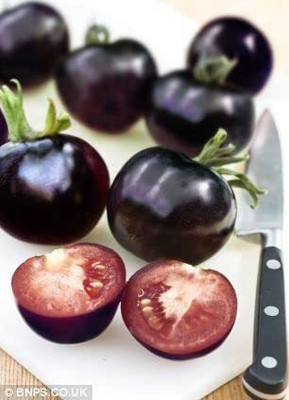 KANAYA Black Tomato F1 Hybrid Vegetable Home / Garden Seed(650 per packet)