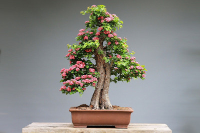 Hybrid Galaxy beautiful bonsai herb hybrid seeds 1-packet Seed(50 per packet)