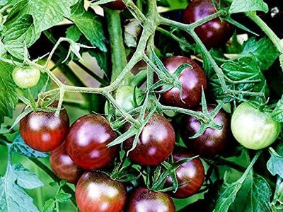 KNESSiN F1 Hybrid Black Cherry Tomato Vegetable Seeds For Planting - (4000 Seeds) Seed(4000 per packet)