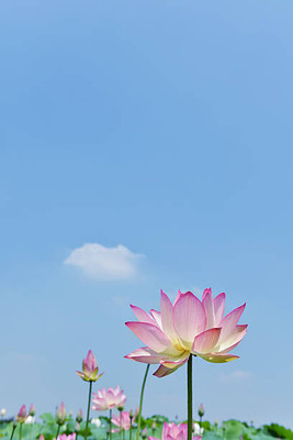 the green dotcom lotus,kamal gatta Seed(60 per packet)