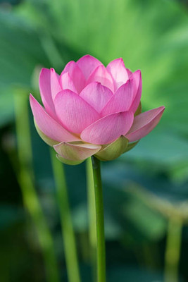 Bharath Agencies lotus,kamal gatta Seed(14 per packet)