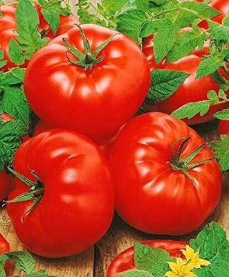 Biosnyg Non GMO Mikado Tomato Seeds for Home Gardening - (4000 Seeds) Seed(4000 per packet)