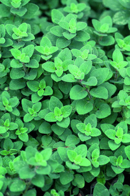 XOLDA Organic oregano herb Seed(27 per packet)