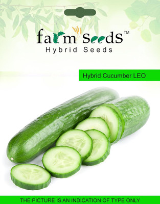 WILLVINE SEEDS Hybrid Cucumber LEO 1 Packet Seeds-[200 Seeds] Seed(200 per packet)