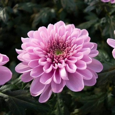 DEYS AGRO ™ hybrid mix chrysanthemum flower seeds exotic Seed(27 per packet)