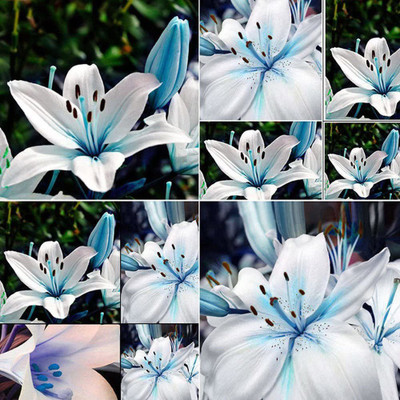 CYBEXIS LXI-73 - Blue Rare Lily - (60 Seeds) Seed(60 per packet)