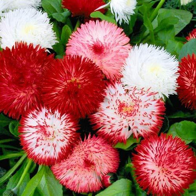 Aywal African Daisy – Dimorphotheca Mixed Color Flower Seed(40 per packet)