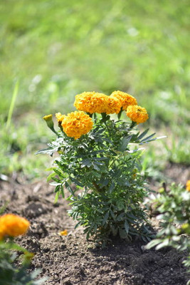nature boon marigold/gende ka phool flower seeds Seed(75 per packet)