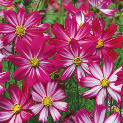 Lorvox COSMOS Seeds -DWARF PINK - Tolerates poor, dry soil - Easy to grow Flowers Seed(125 per packet)