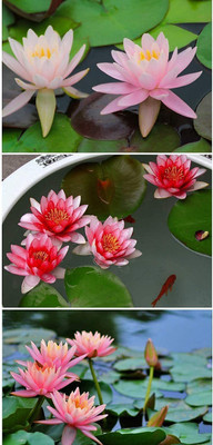 CYBEXIS VXI-53 - Water Lily/Lotus - (270 Seeds) Seed(270 per packet)