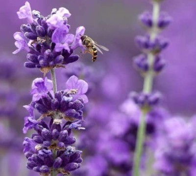 CYBEXIS PUAS-77 - Lavender Munstead Dark Purple - (750 Seeds) Seed(750 per packet)