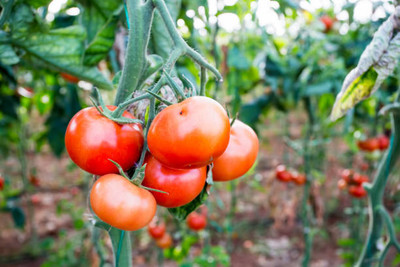 Nio tomato Seed(120 per packet)