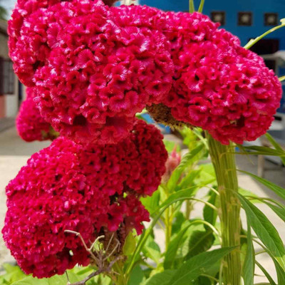 Avysa Celosia Cristata Cockscomb Seed(5 per packet)