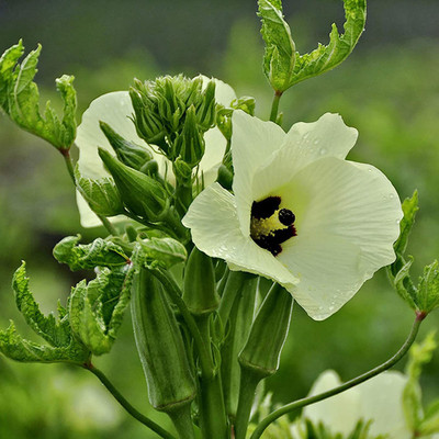 CYBEXIS F15Okra Seeds800 Seeds Seed(800 per packet)