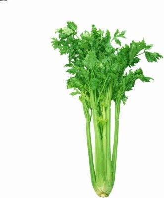 Qualtivate PAU-180 Green Leaf Stalk Celery Celeriac Seed(500 per packet)