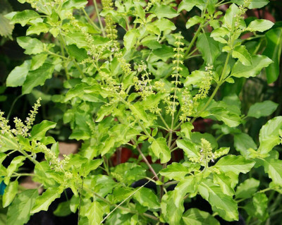 CYBEXIS VXI-2 - Thai Holy Basil - (4500 Seeds) Seed(4500 per packet)