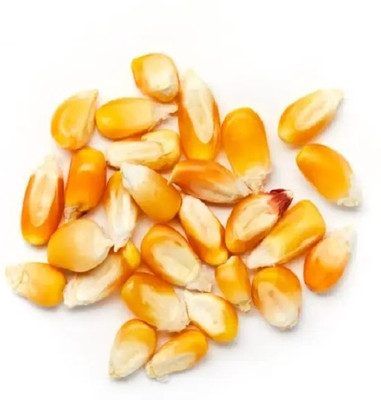 CEZIUS Premium Non-Treaded Maize Seeds for Home Gardeners Seed(100 per packet)