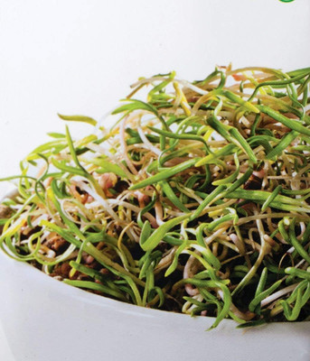 KNESSiN Sprouting Seeds - Spinach Seed(200 per packet)