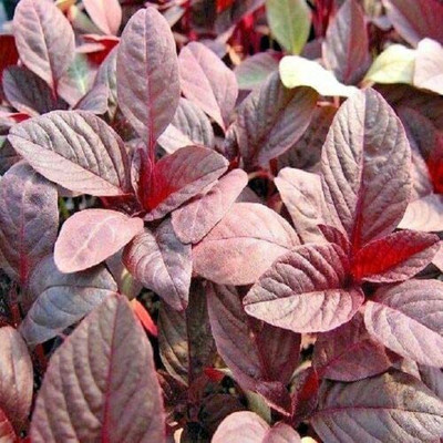CYBEXIS Vegetable Amaranth Red Army Oriental Seeds-500 Seeds Seed(500 per packet)
