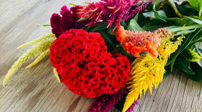 JD AGRO Cockscomb Seed(20 per packet)