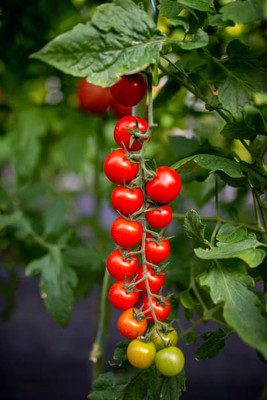 Plantswale tomato Seed(85 per packet)